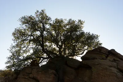 DSC_5540 (Large).JPG